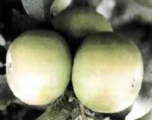 ?????? ??????????? ?????? ( Bolero , Tuscan . )10 ?????????