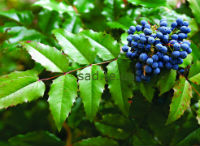 ???????  (Mahonia aquifolium)