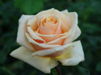 ?????-???????? ??????? Diamond Jubilee (??????? ???????)